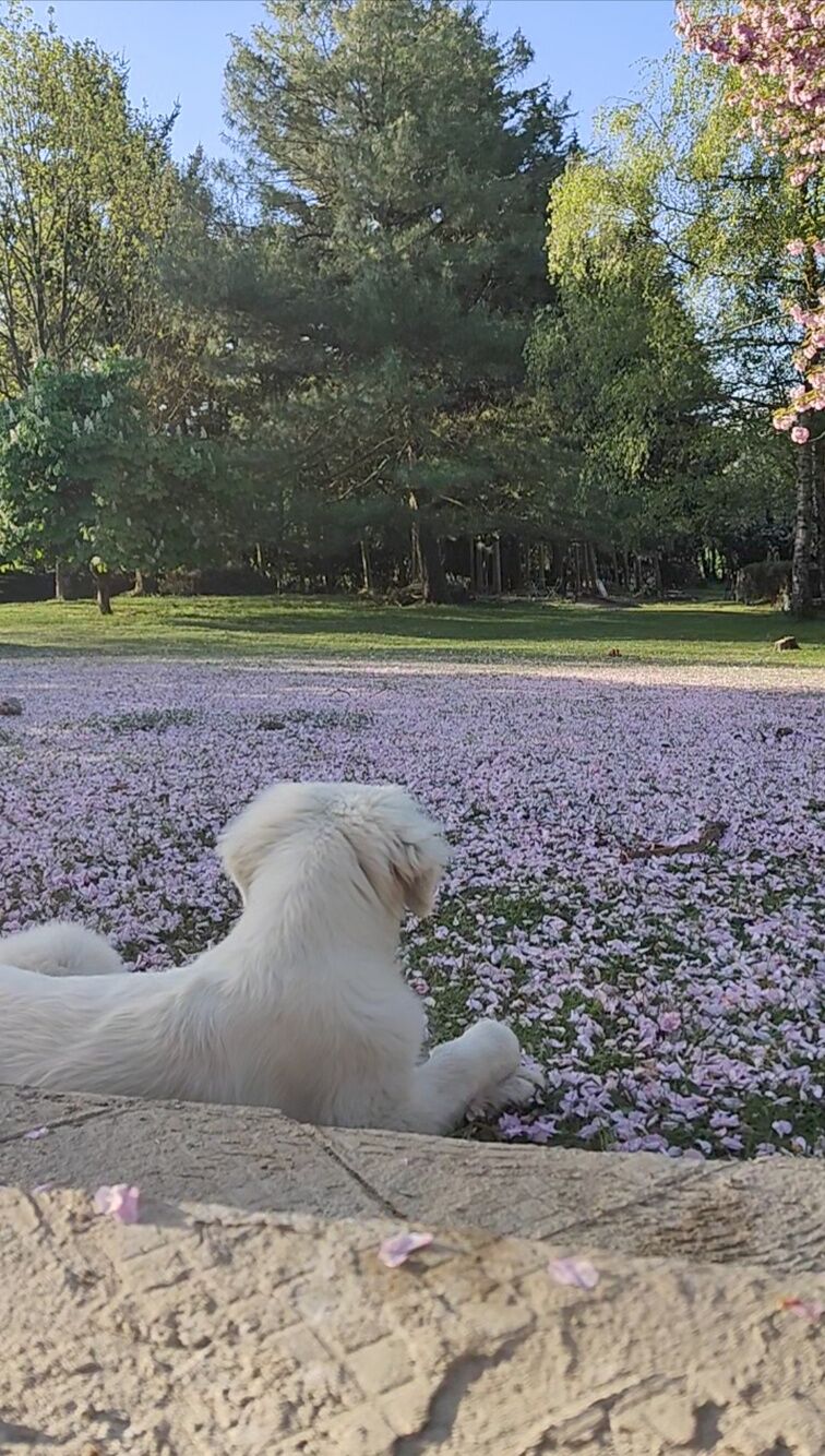 Chien allongé au calme dans le jardin fleuri de la pension